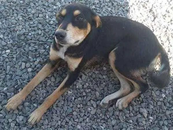 Cachorro ra a Vira lata idade 7 a 11 meses nome Maia 