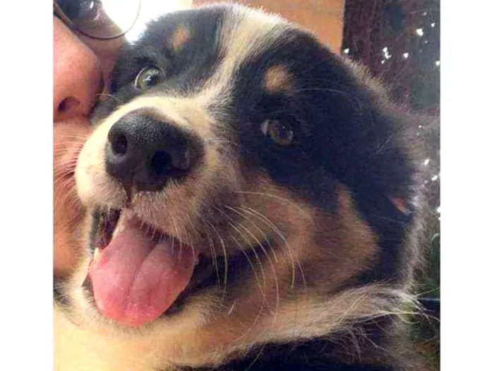 Cachorro ra a Pastor australiano idade 7 a 11 meses nome Boi