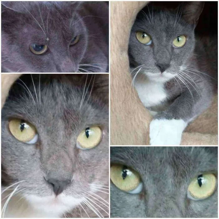 Gato ra a srd bicolor idade 7 a 11 meses nome BRISA
