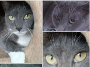 Gato raça srd bicolor idade 7 a 11 meses nome BRISA