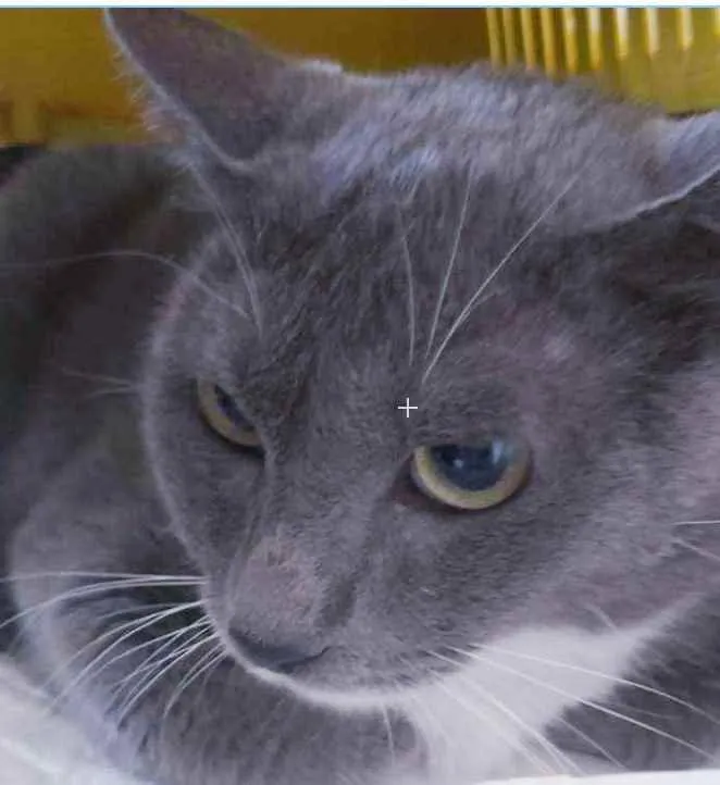 Gato ra a srd bicolor idade 7 a 11 meses nome BRISA