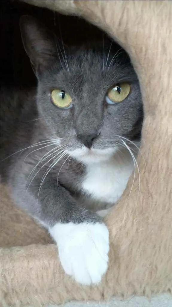 Gato ra a srd bicolor idade 7 a 11 meses nome BRISA