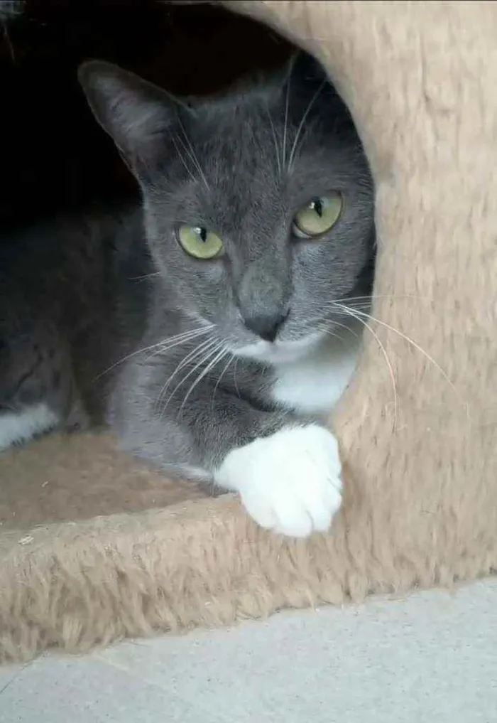 Gato ra a srd bicolor idade 7 a 11 meses nome BRISA