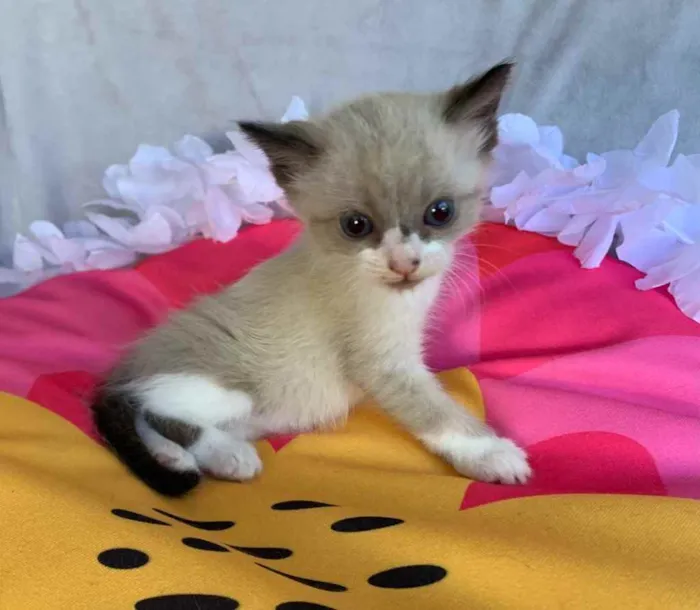 Gato ra a SRD idade Abaixo de 2 meses nome JUJUBA
