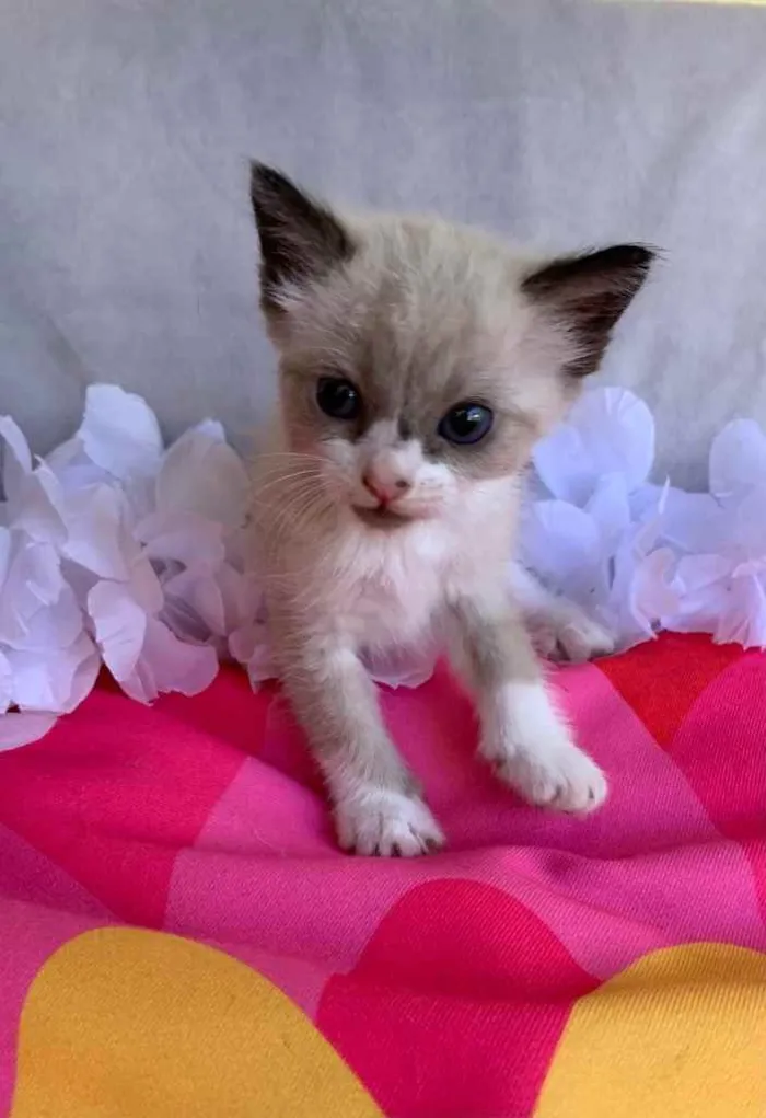 Gato ra a SRD idade Abaixo de 2 meses nome JUJUBA