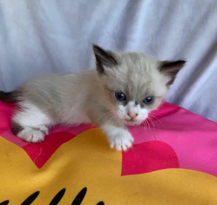 Gato ra a SRD idade Abaixo de 2 meses nome JUJUBA