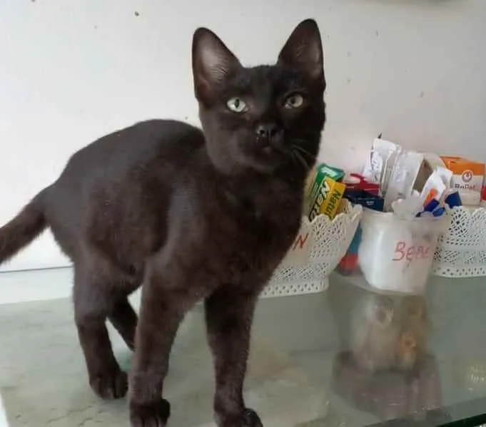 Gato ra a srd idade 2 a 6 meses nome YARA