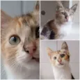 LÉA