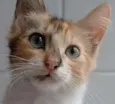 LÉA