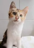 LÉA