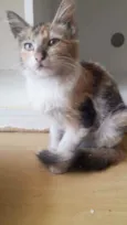 LÉA