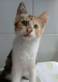 LÉA