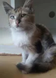 LÉA