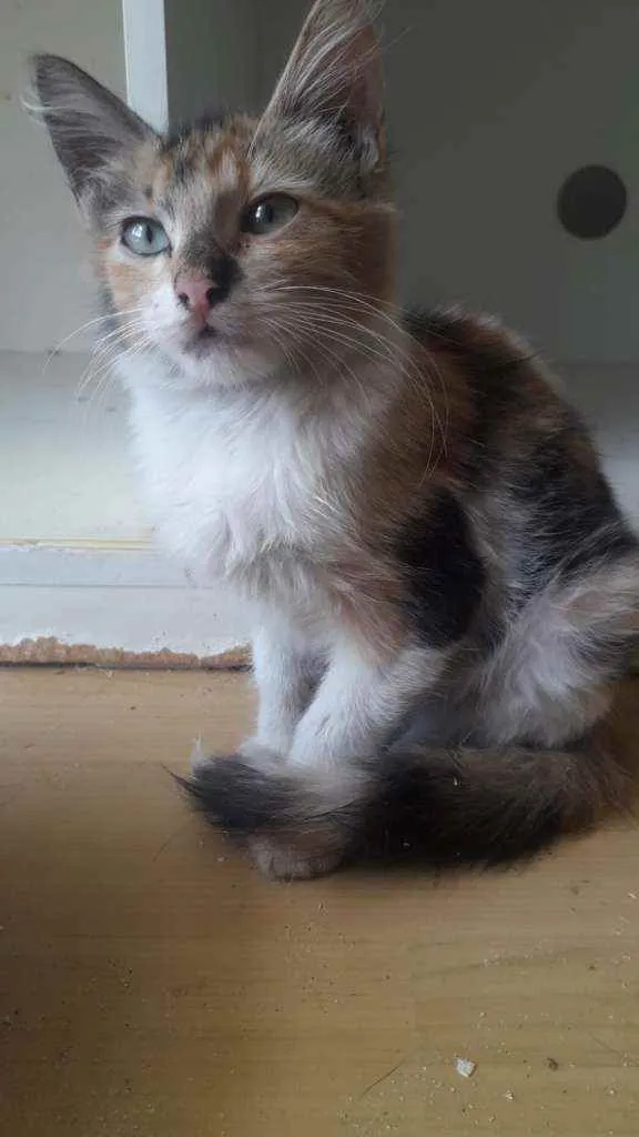 Gato ra a srd tricolor idade 2 a 6 meses nome LÉA
