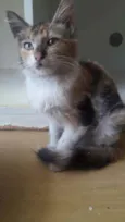 LÉA
