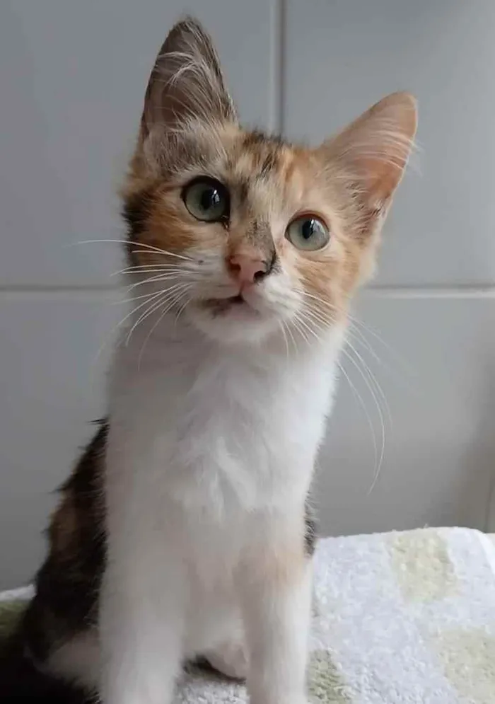 Gato ra a srd tricolor idade 2 a 6 meses nome LÉA