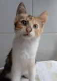 LÉA