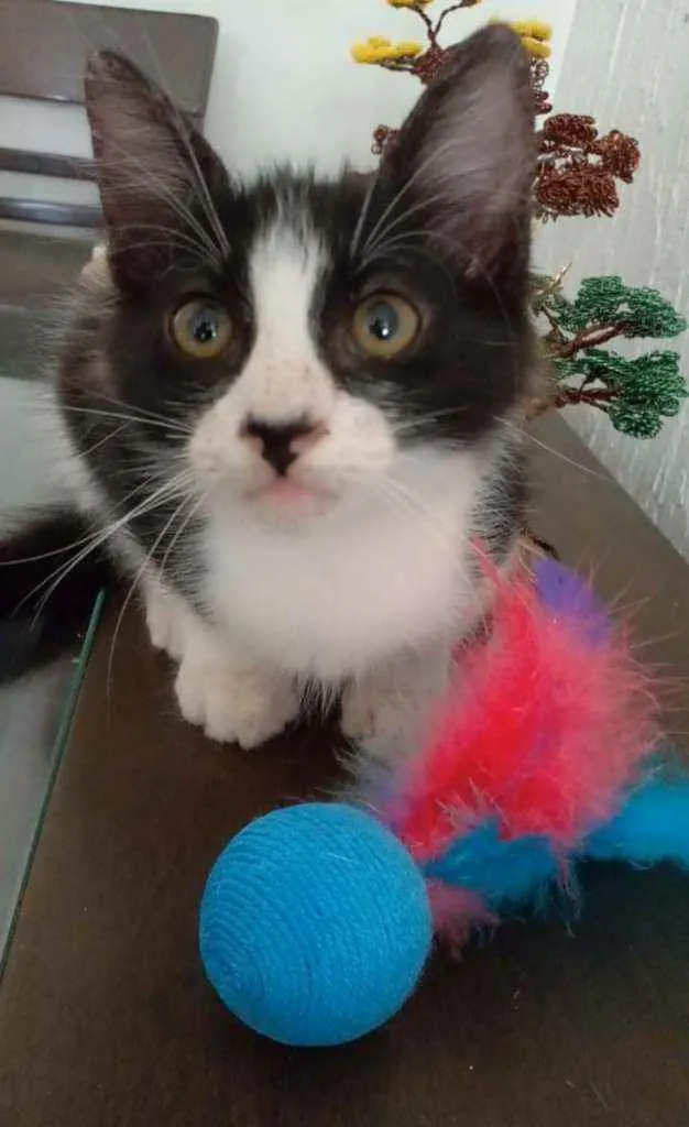Gato ra a srd frajolinha  idade 2 a 6 meses nome EMILINHO