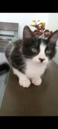 EMILINHO
