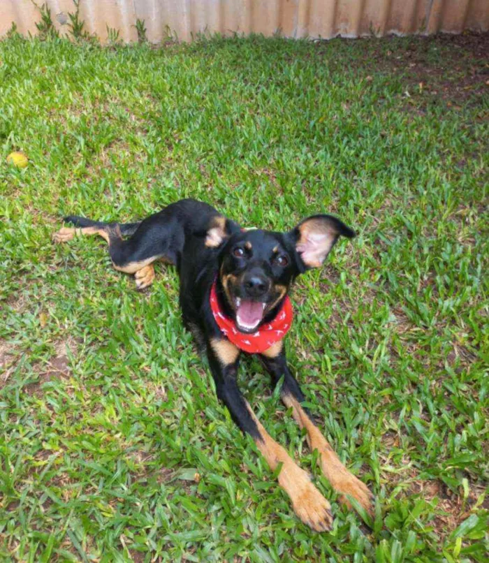 Cachorro raça Srd idade 1 ano nome Molly