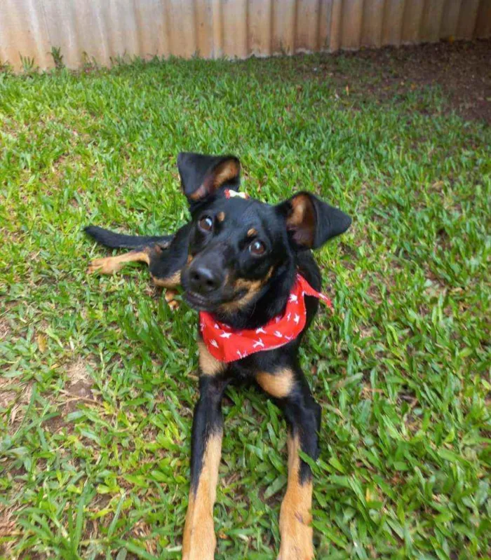 Cachorro raça Srd idade 1 ano nome Molly