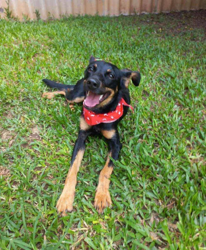 Cachorro raça Srd idade 1 ano nome Molly