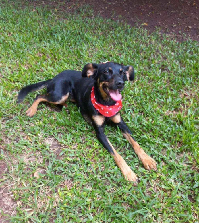 Cachorro raça Srd idade 1 ano nome Molly