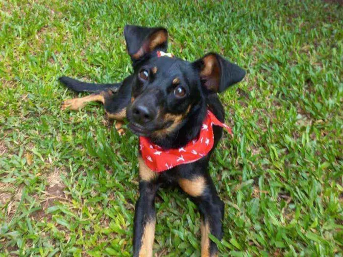 Cachorro raça Srd idade 1 ano nome Molly