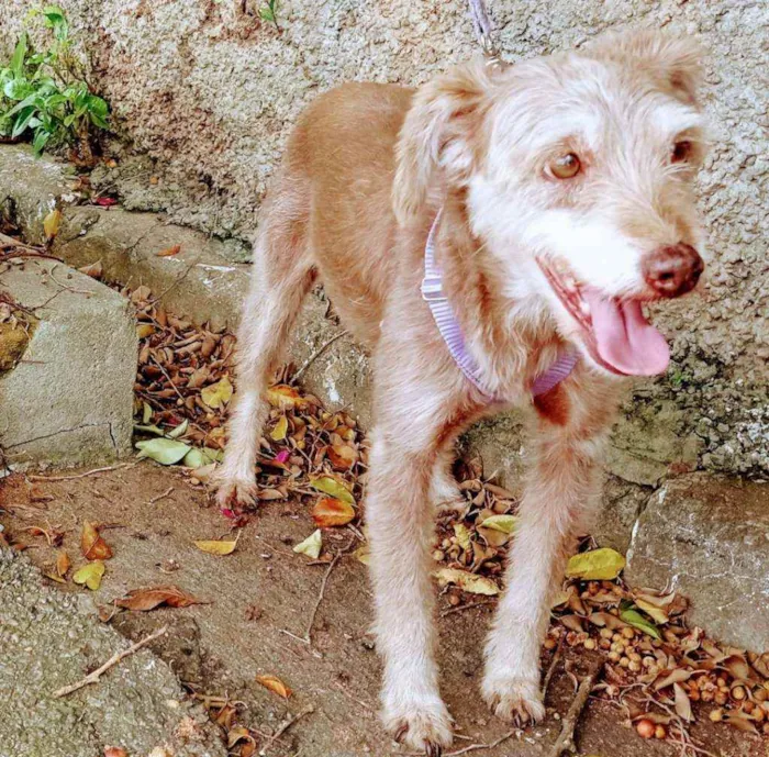 Cachorro raça Srd idade 2 anos nome Cindy 