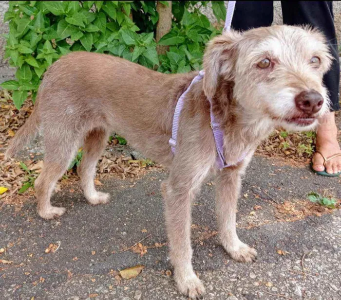 Cachorro raça Srd idade 2 anos nome Cindy 