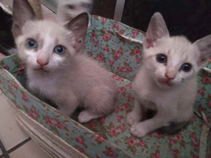 Gato raça Sem raça definida idade 2 a 6 meses nome Sem nome 