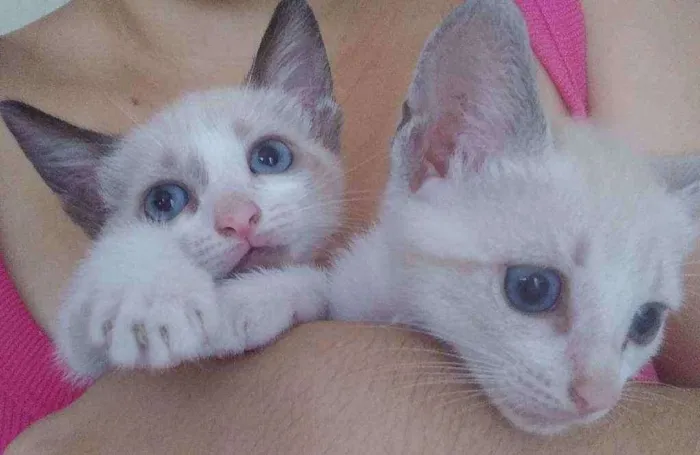 Gato raça Sem raça definida idade 2 a 6 meses nome Sem nome 