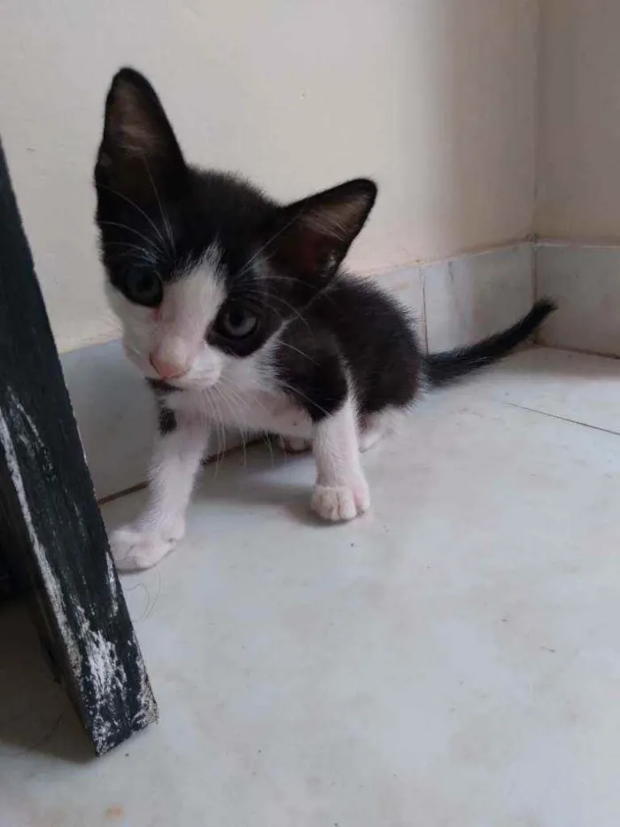 Gato raça Sem raça definida idade 2 a 6 meses nome Sem nome 