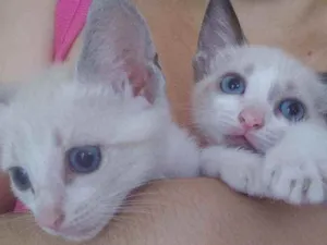 Gato raça Sem raça definida idade 2 a 6 meses nome Sem nome 