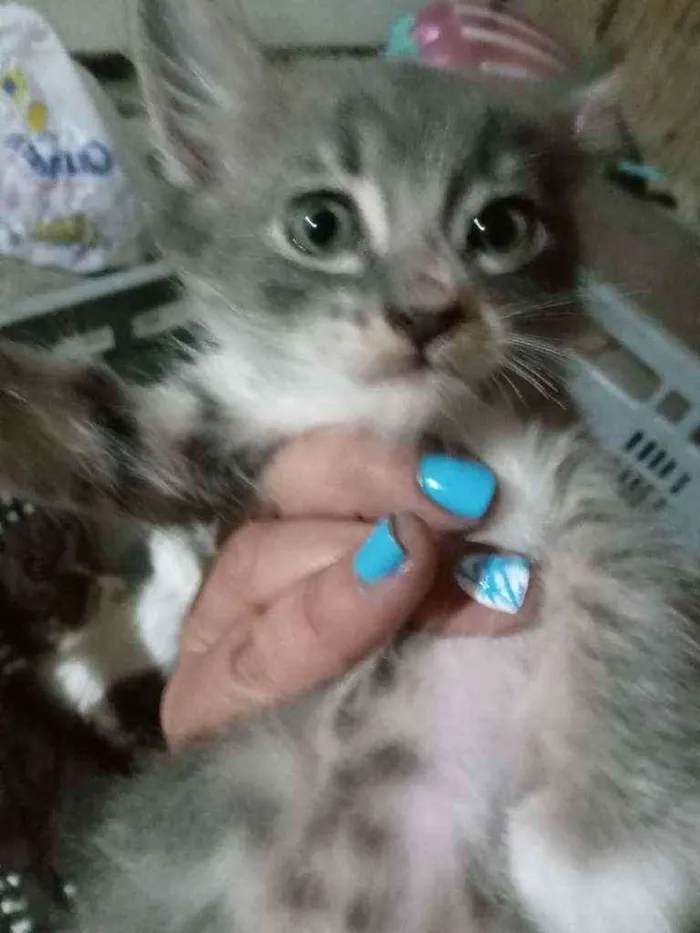 Gato ra a Não sei idade 2 a 6 meses nome Filinha