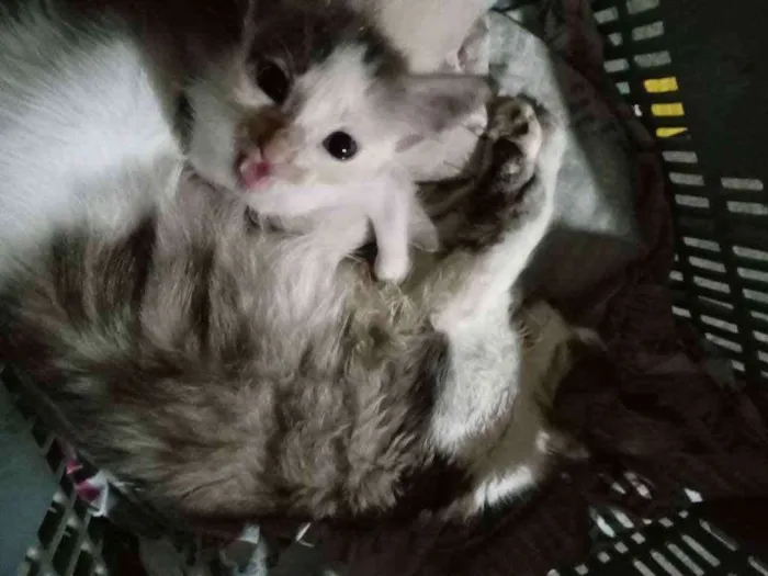 Gato ra a Não sei idade 2 a 6 meses nome Filinha