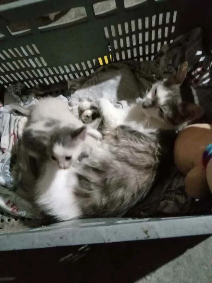 Gato ra a Não sei idade 2 a 6 meses nome Filinha