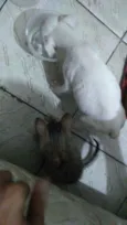 Nego e nega