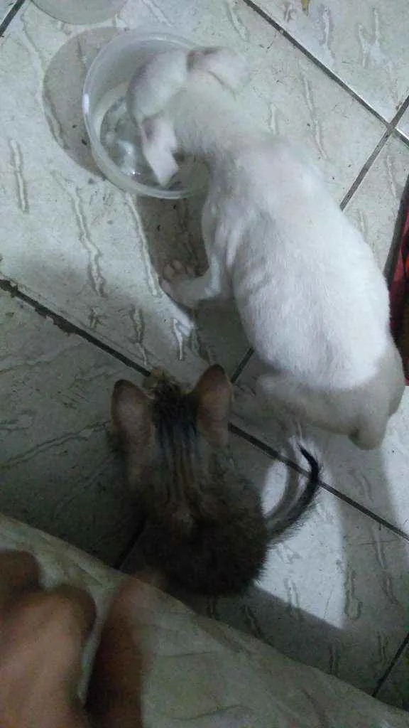 Cachorro ra a Pitbull mestiço  idade 2 a 6 meses nome Nego e nega