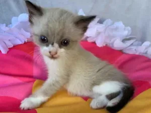 Gato raça SRD idade Abaixo de 2 meses nome JUJUBA