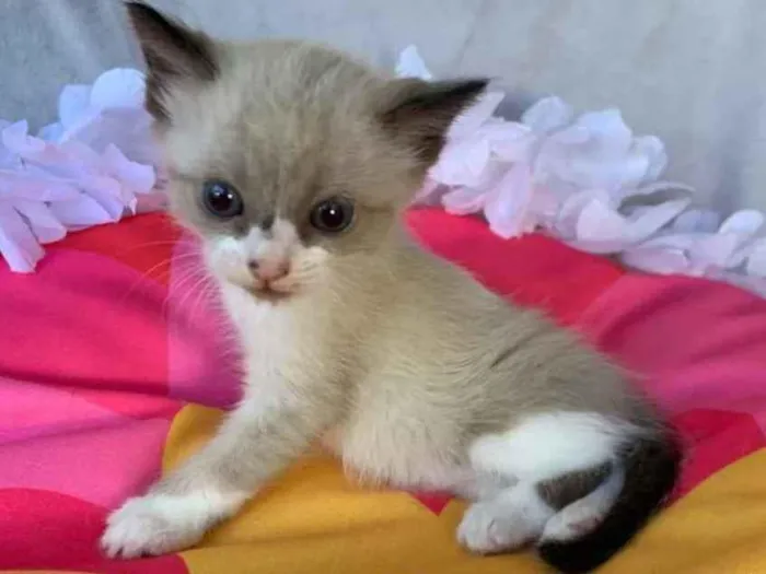 Gato ra a SRD idade Abaixo de 2 meses nome JUJUBA