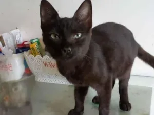 Gato raça srd idade 2 a 6 meses nome YARA