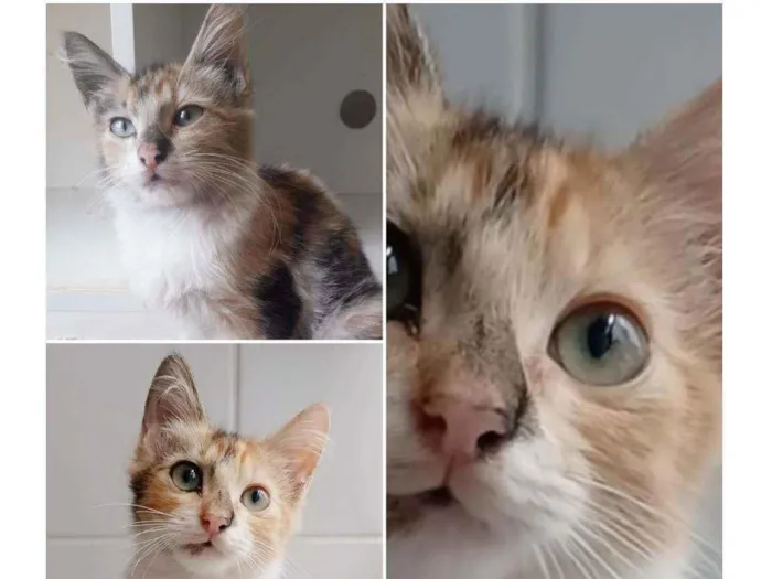 Gato ra a srd tricolor idade 2 a 6 meses nome LÉA