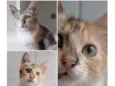 LÉA