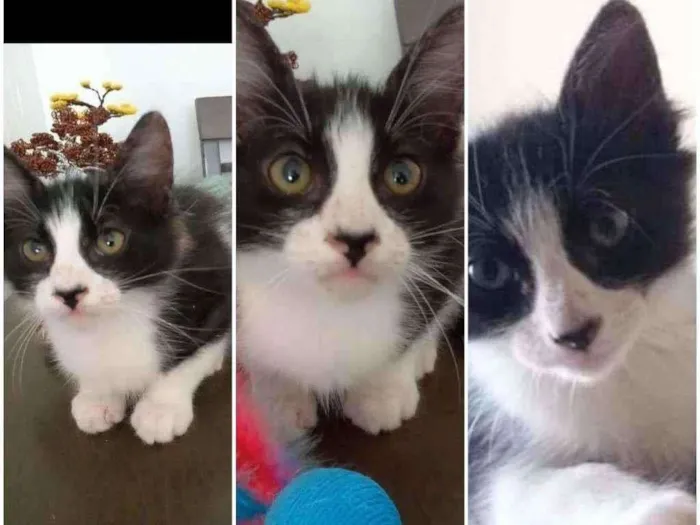Gato ra a srd frajolinha  idade 2 a 6 meses nome EMILINHO