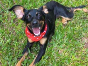 Cachorro raça Srd idade 1 ano nome Molly