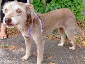 Cachorro raça Srd idade 2 anos nome Cindy 