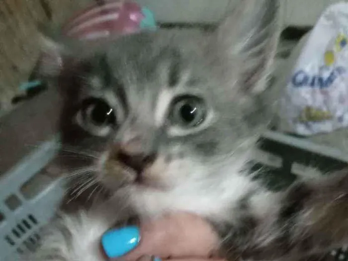 Gato ra a Não sei idade 2 a 6 meses nome Filinha