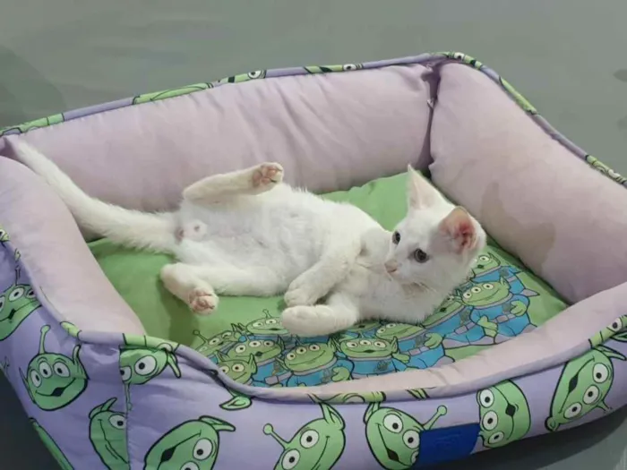 Gato raça Srd idade 2 a 6 meses nome Legolas