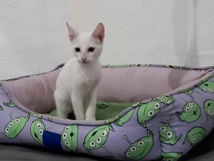 Gato raça Srd idade 2 a 6 meses nome Legolas